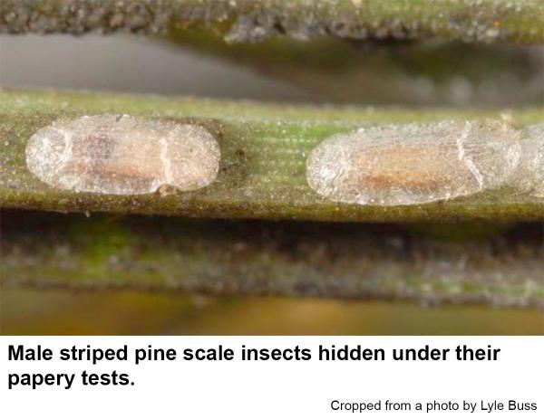 Male striped pine scale insects